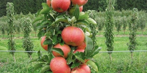 Ogrlica od ćilibara (stubnasto drvo jabuke)